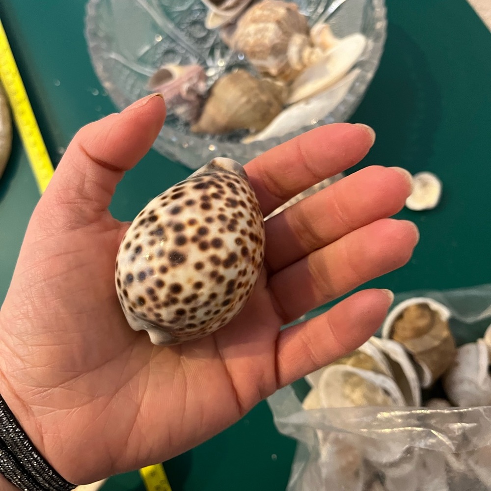 Real Starfish - Picture 6 of 14